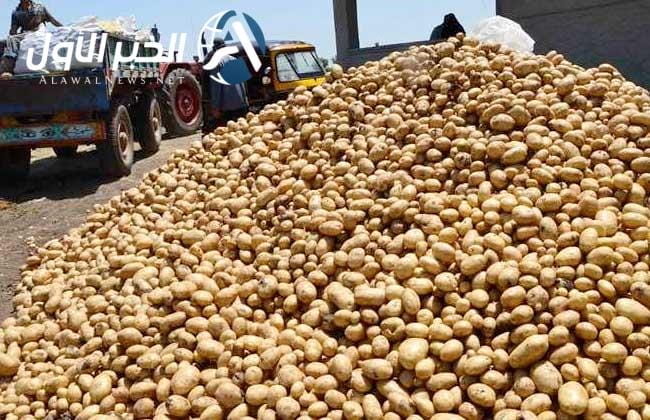 سعر كيلو البطاطس في السوق المصري اليوم الأربعاء 7 مايو 2025