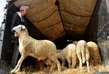 إلغاء ذبح الأضاحي في عيد الأضحى بالمغرب