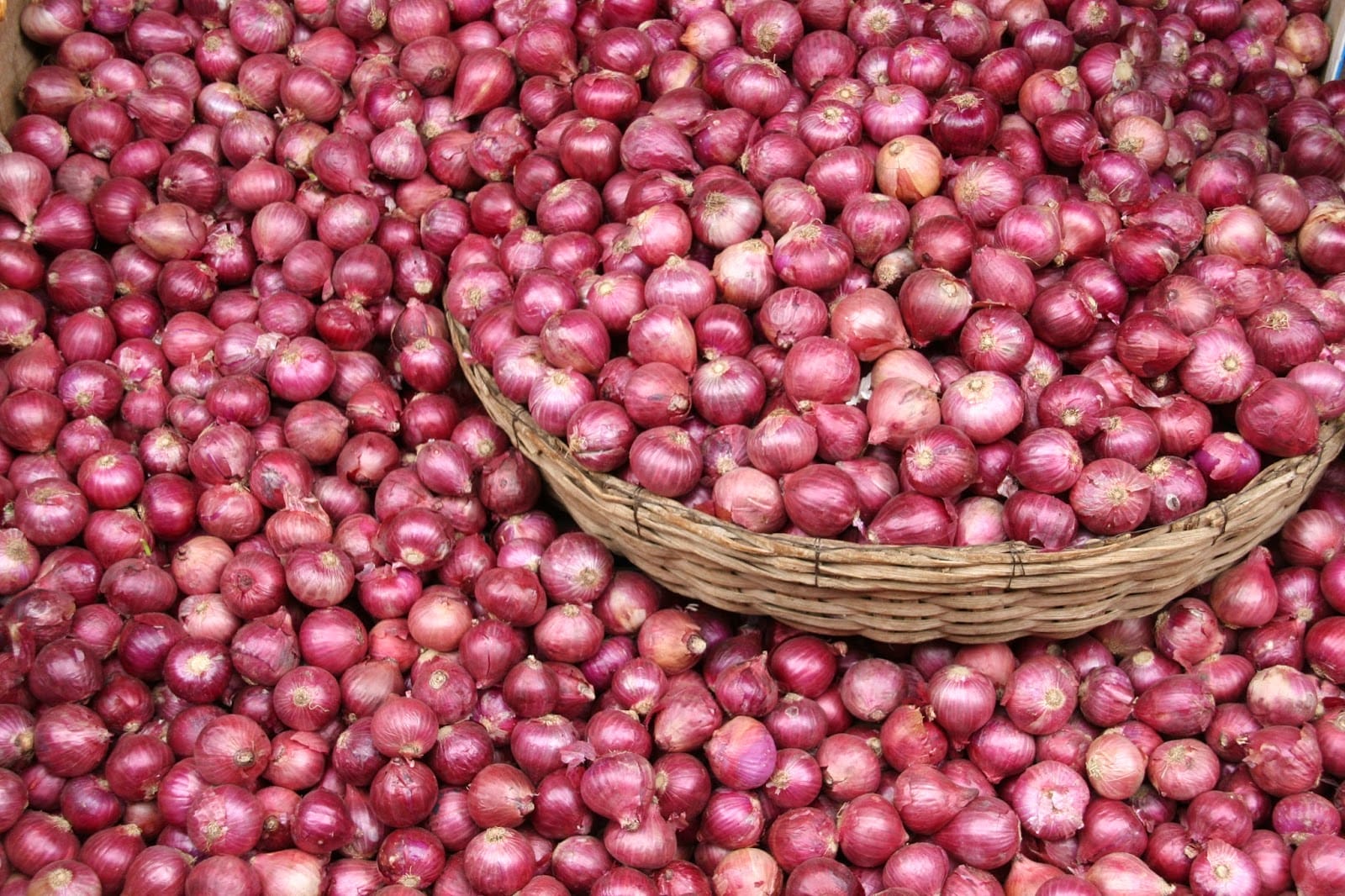 اسعار البصل اليوم