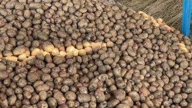 سعر البطاطس في سوق العبور