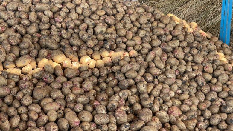 سعر البطاطس في سوق العبور