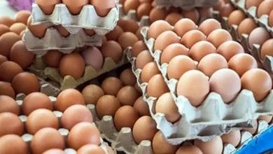 سعر البيض