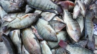 اسعار الاسماك اليوم في سوق العبور 29 6 2025 البوري والبلطي والمأكولات البحرية