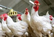 بورصة الدواجن اليوم الاثنين 30 يونيو 2025
